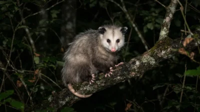 Possum